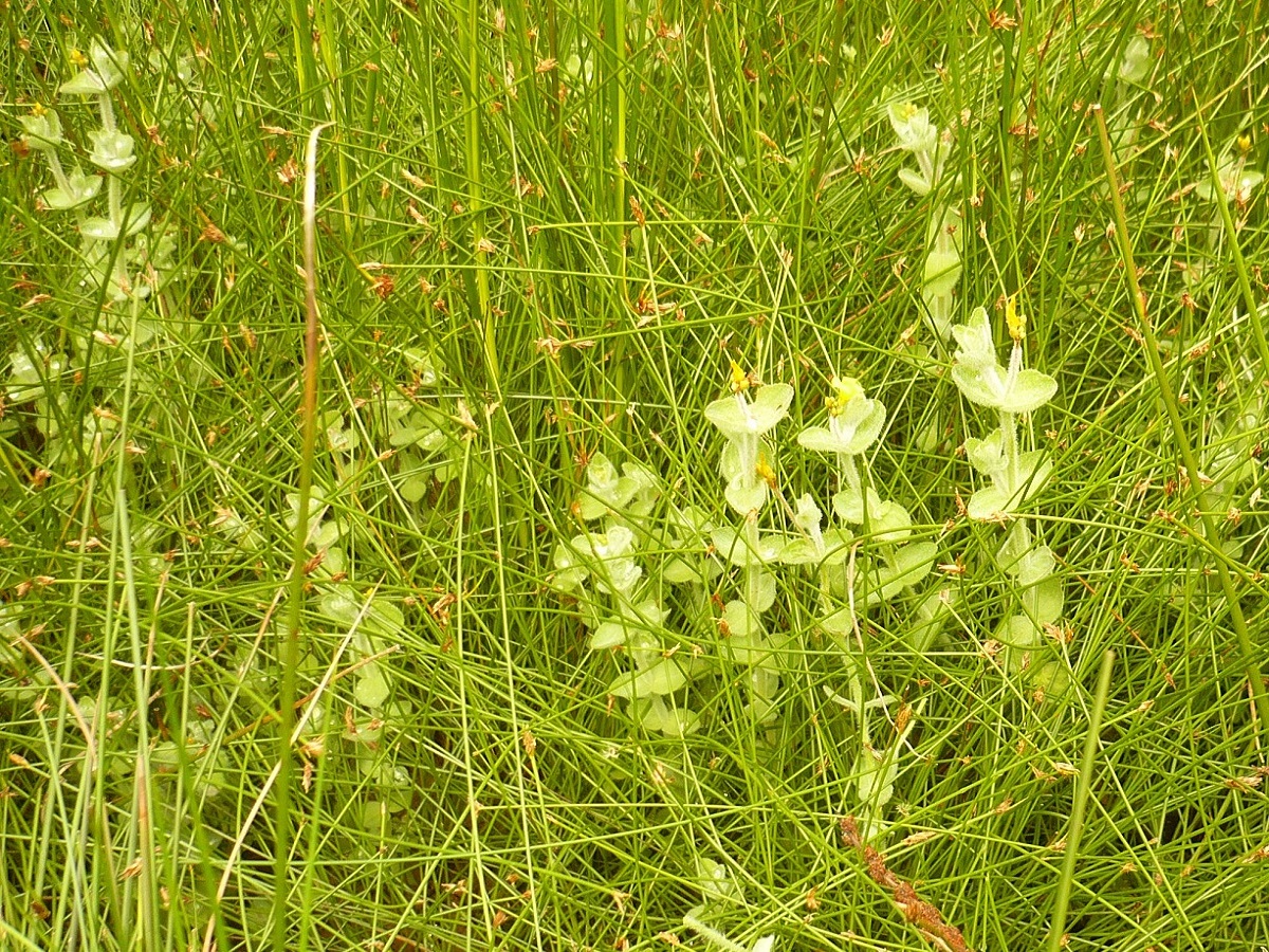 Hypericum elodes (Hypericaceae)